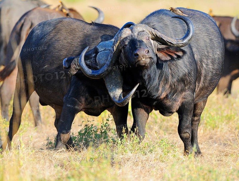 African Buffaloes or Cape Buffaloes (Syncerus caffer)