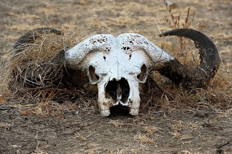 Buffalo skull