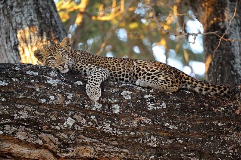 Leopard (Panthera pardus)