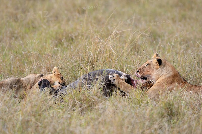 Lionesses (Panthera leo) at the kill