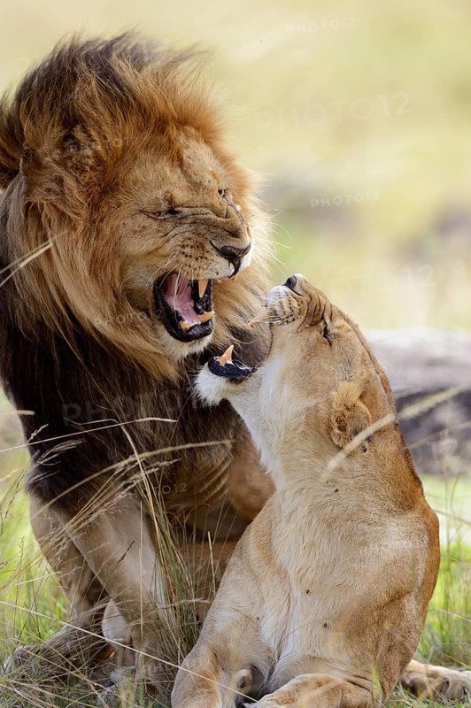 Lion (Panthera leo)