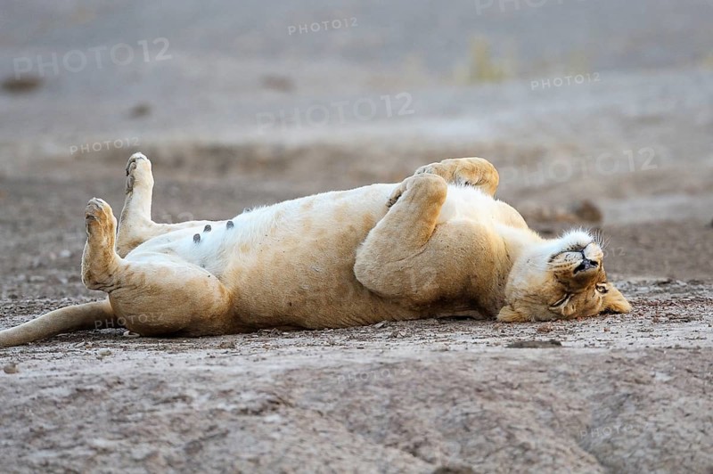 Lioness (Panthera leo) lying on her back