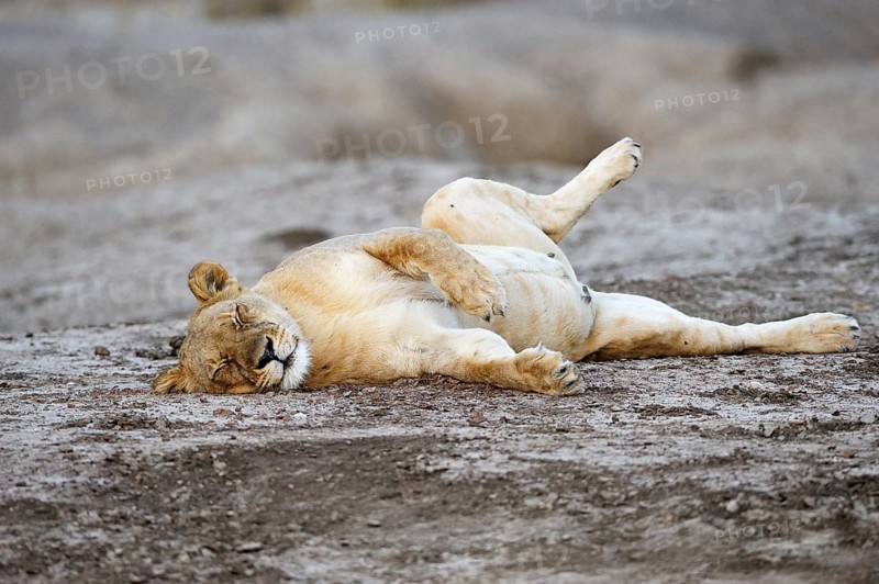 Lioness (Panthera leo)