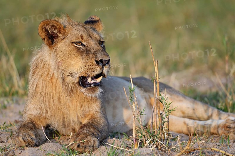 Lion (Panthera leo)