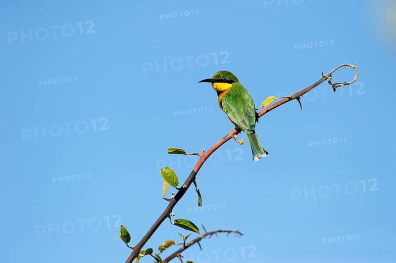 Little bee-eater (Merops pusillus) on a branch