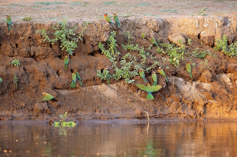 White-fronted bee-eater (Merops bullockoides) colony on river bank
