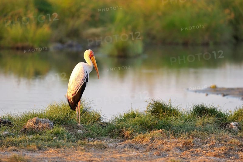 Yellow-billed stork
