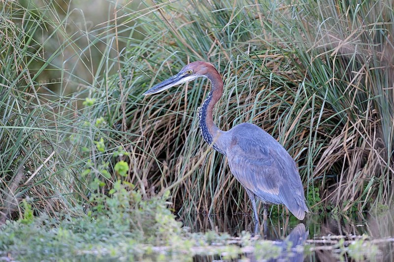 Goliath heron (Ardea goliath) on the hunt