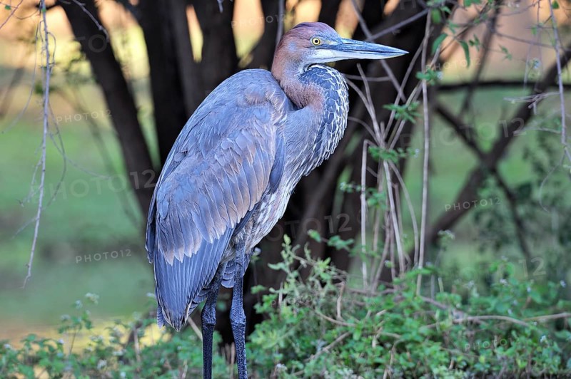 Goliath heron (Ardea goliath)