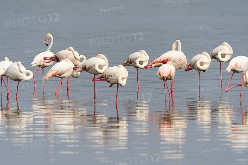 Greater Flamingos (Phoenicopterus roseus)