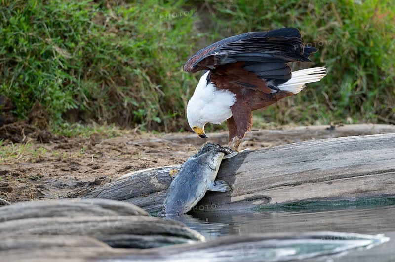 African Fish Eagle (Haliaeetus vocifer)