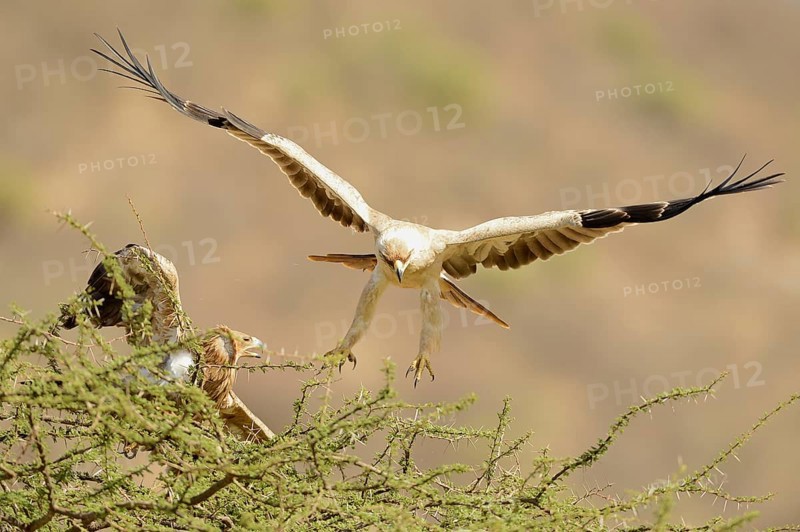 Tawny Eagle (Aquila rapax)