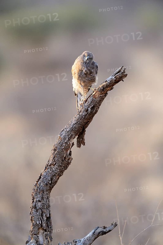 Gabar Goshawk (Mcronius gabar)