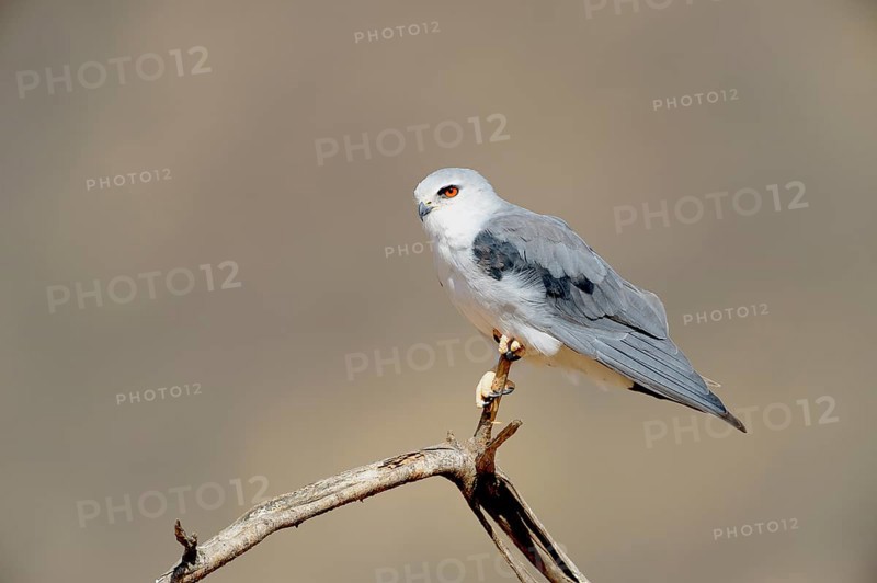 Black-winged Kite (Elanus caeruleus)