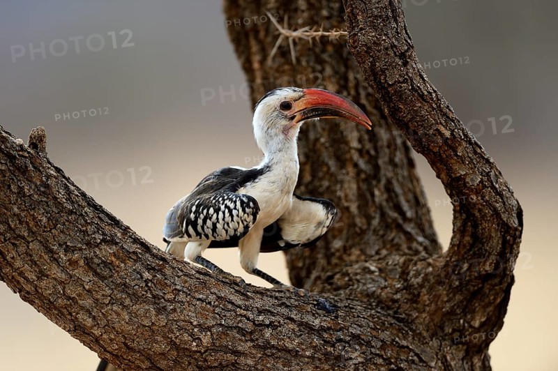 Northern Red-billed Hornbill (Tockus erythrorhynchus)