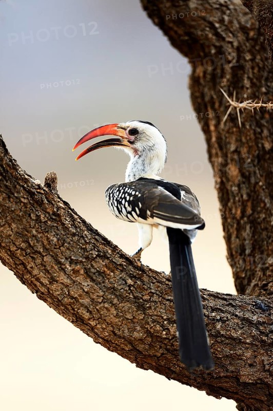Northern Red-billed Hornbill (Tockus erythrorhynchus)