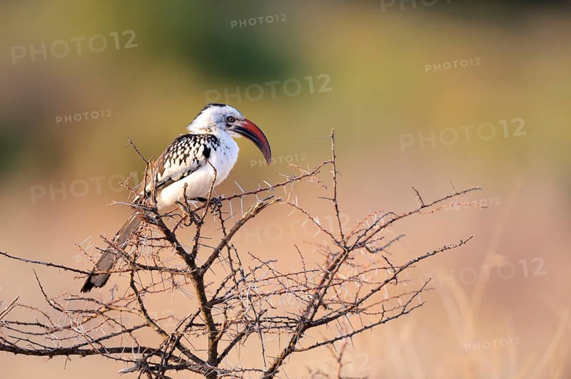 Northern Red-billed Hornbill (Tockus erythrorhynchus)
