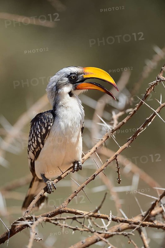 Eastern Yellow-billed Hornbill (Tockus flavirostris)