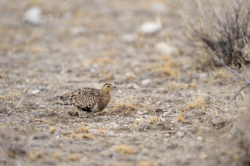 Black-faced Sandgrouse (Pterocles decoratus)