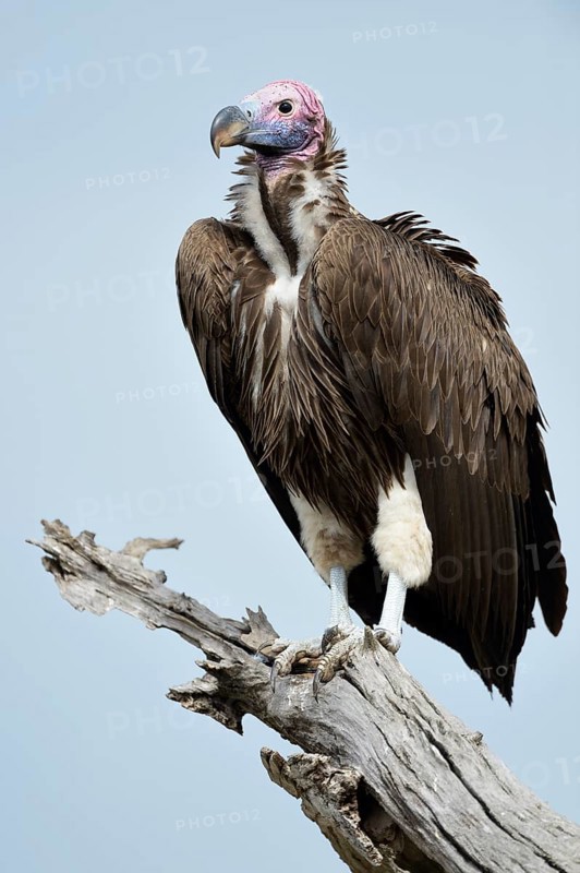 Lappet-faced Vulture (Aegypius tracheliotus)