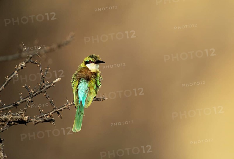 Somali Bee-eater (Merops revoilii)