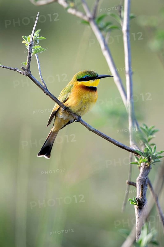 Little Bee-eater (Merops pusillus)