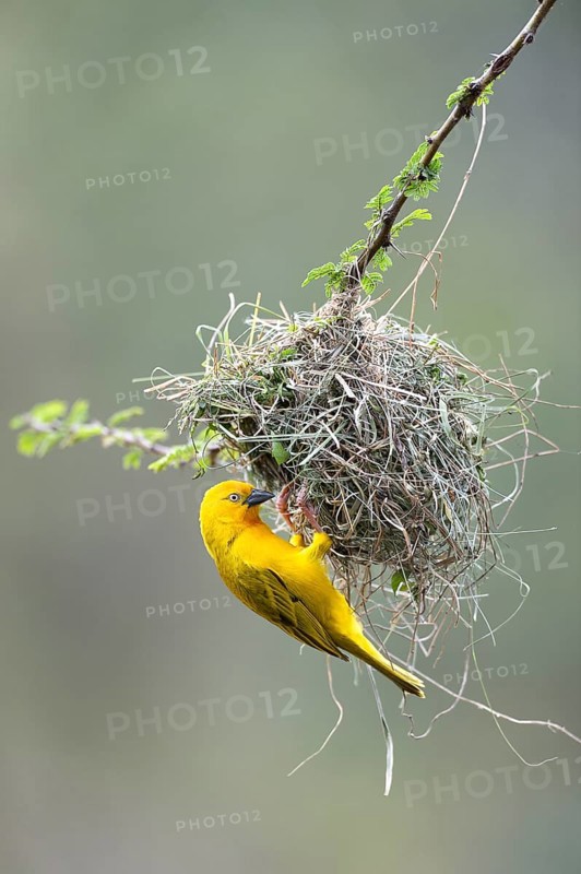 Holub's Golden Weaver (Ploceus xanthops) at the nest