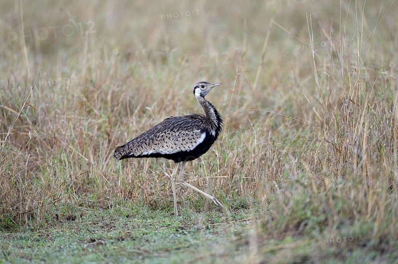 Black-bellied Bustard (Lissotis melanogaster)