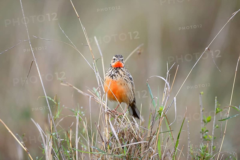 Red-throated Pipit (Anthus cervinus)