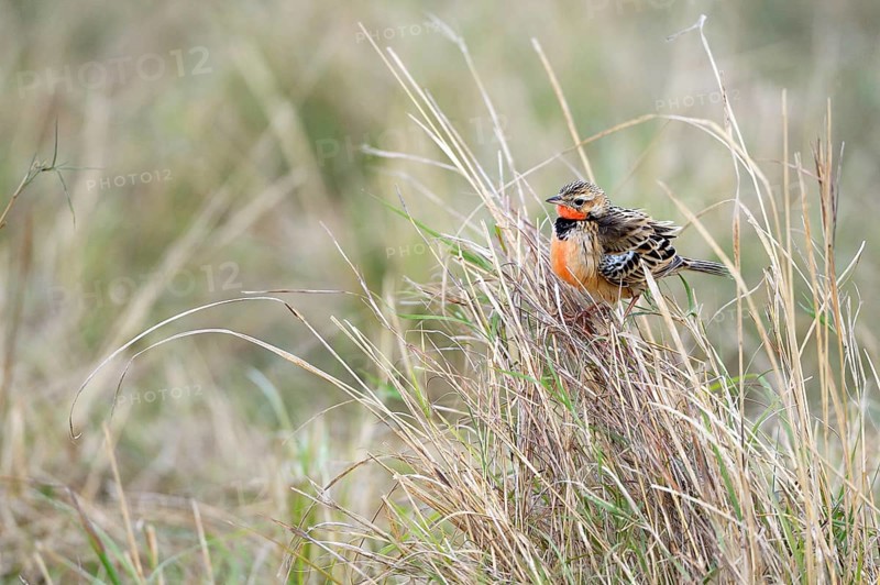 Red-throated Pipit (Anthus cervinus)