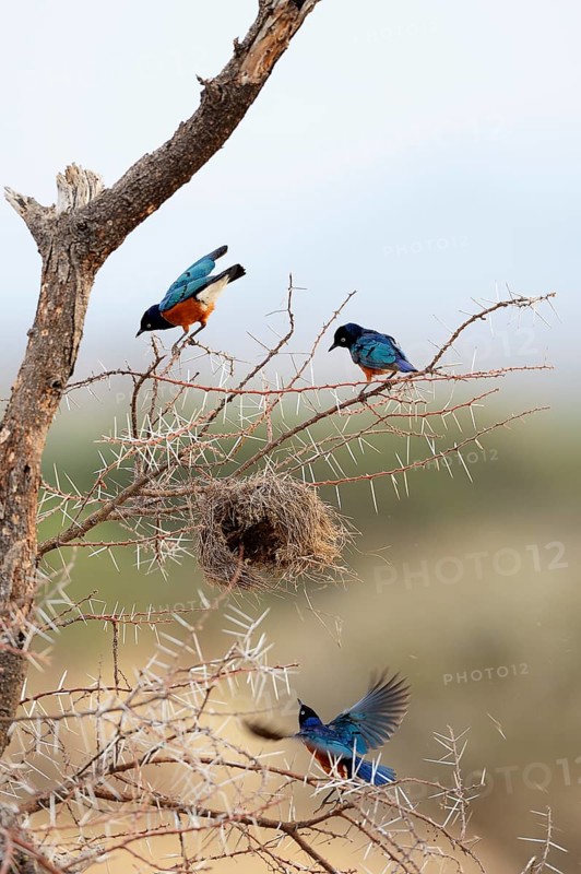 Three Superb Starlings (Lamprotornis superbus) looting the nest of a weaver