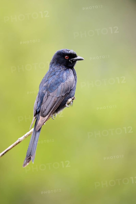 Fork-tailed Drongo (Dicrurus adsimilis)