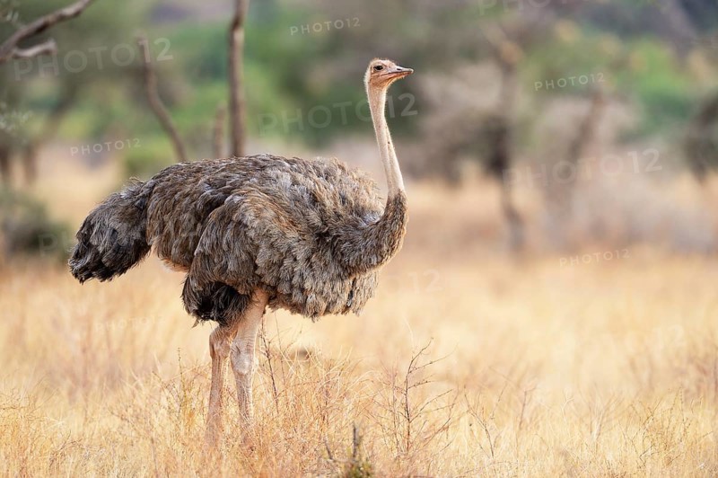 Somali Ostrich (Struthio molybdophanes)