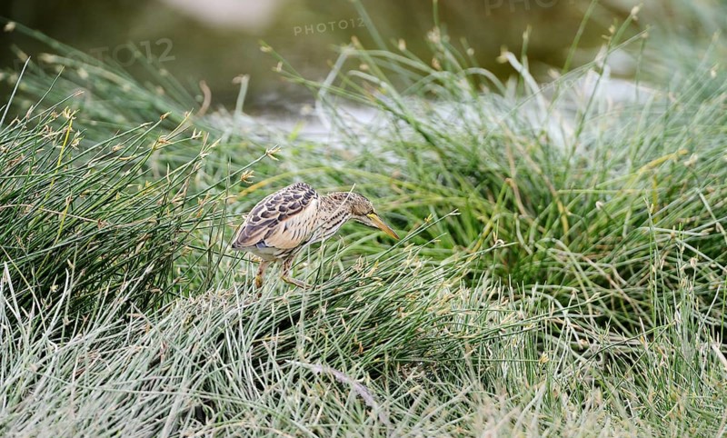 Little Bittern (Ixobrychus minutus)