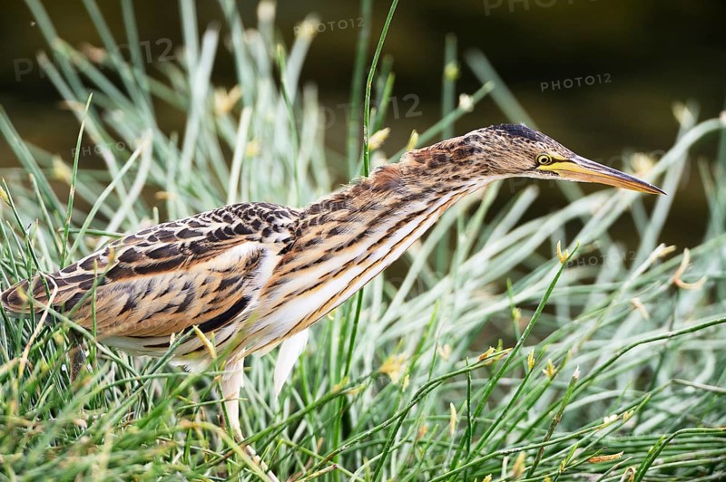 Little Bittern (Ixobrychus minutus) fixing gaze on prey