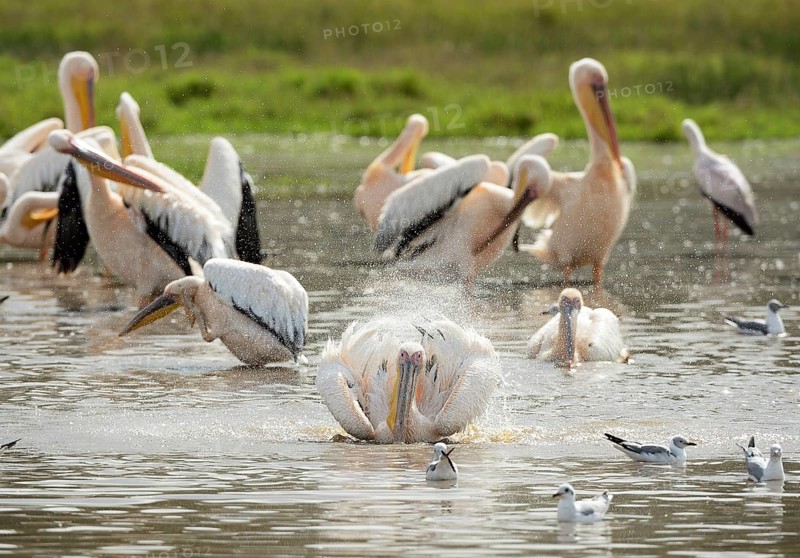 Great White Pelicans (Pelecanus onocrotalus)