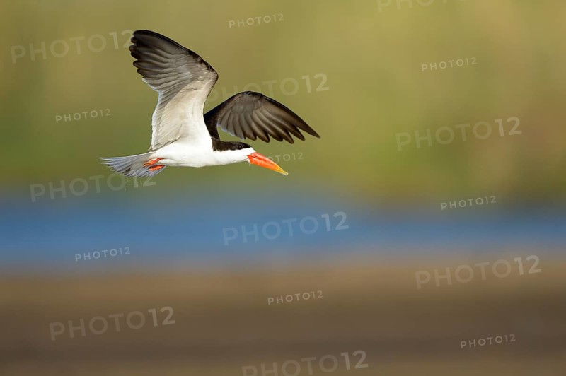 African Skimmer (Rynchops flavirostris) in flight