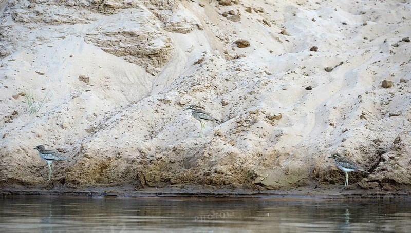 Water Thick-knees (Burhinus vermiculatus)