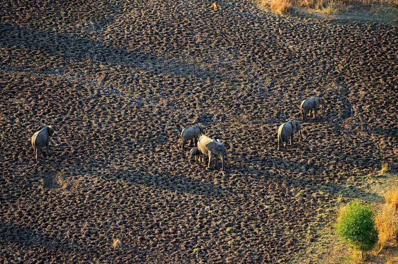 African Elephants (Loxodonta africana)