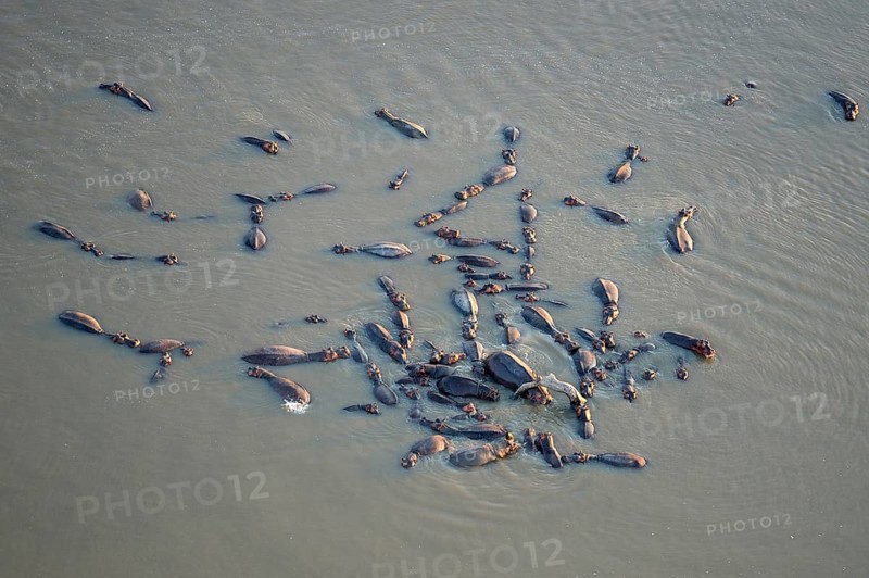 Hippopotamuses (Hippopotamus amphibicus) standing in shallow water