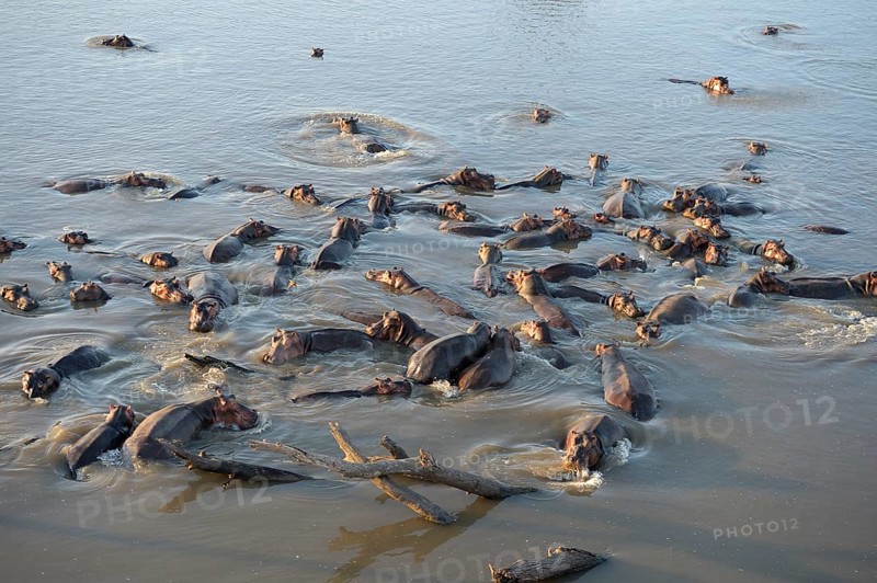 Hippopotamuses (Hippopotamus amphibicus) standing in shallow water
