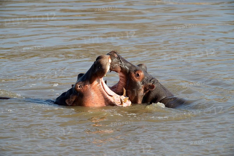 Hippopotamuses (Hippopotamus amphibicus)