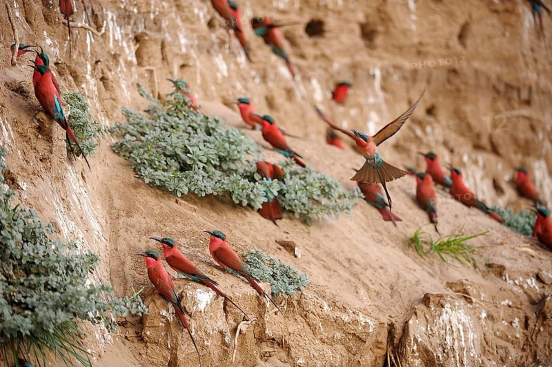 Southern Carmine Bee-eaters (Merops nubicoides)