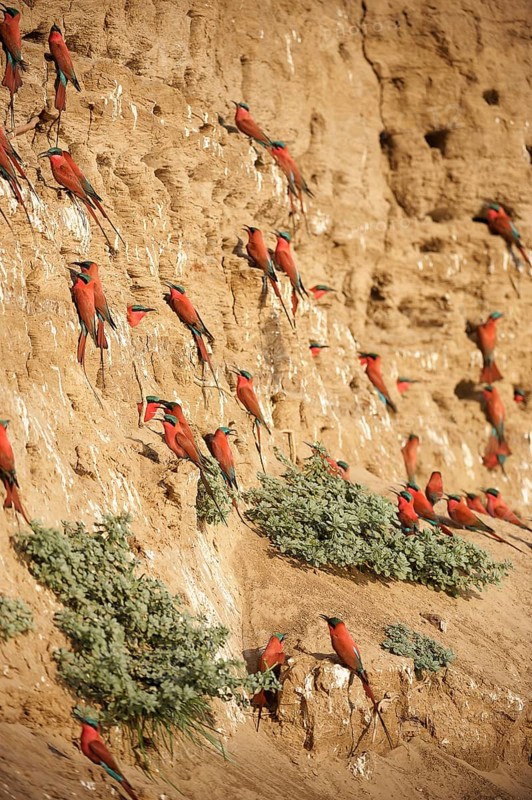 Southern Carmine Bee-eaters (Merops nubicoides)