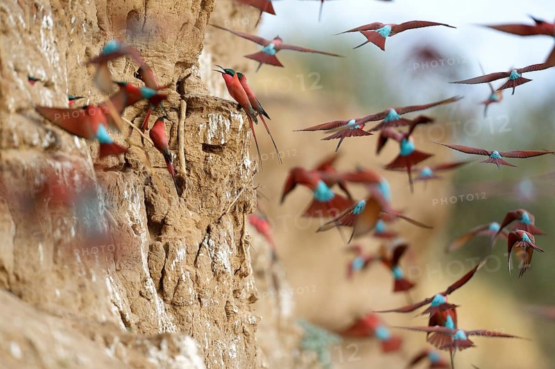 Southern Carmine Bee-eaters (Merops nubicoides)