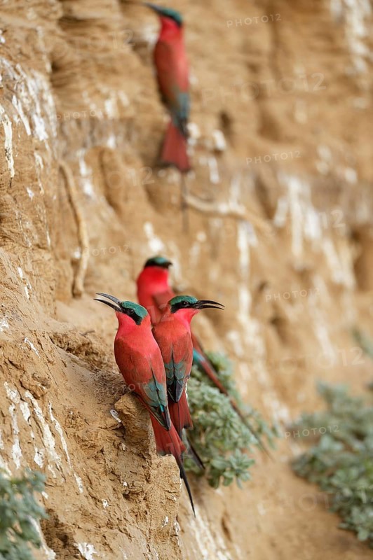Southern Carmine Bee-eaters (Merops nubicoides)