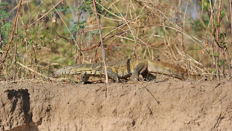 Nile Monitor (Varanus niloticus)
