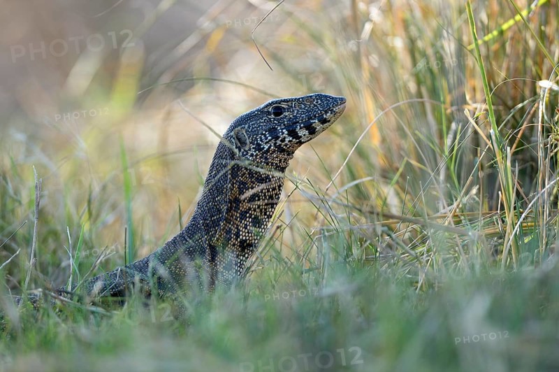 Nile Monitor (Varanus niloticus)