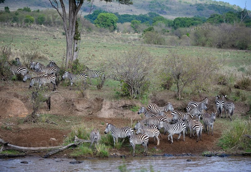 Plains zebra (Equus quagga)