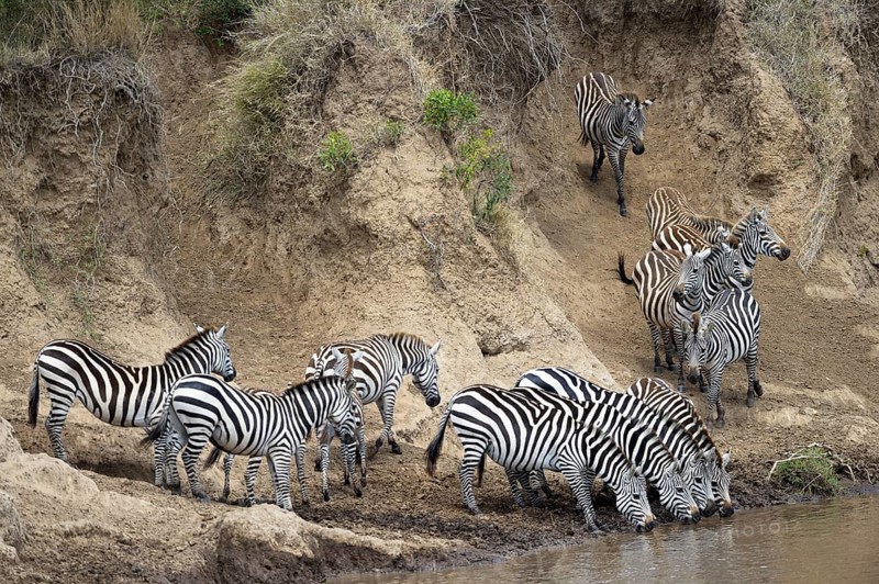 Plains zebra (Equus quagga)